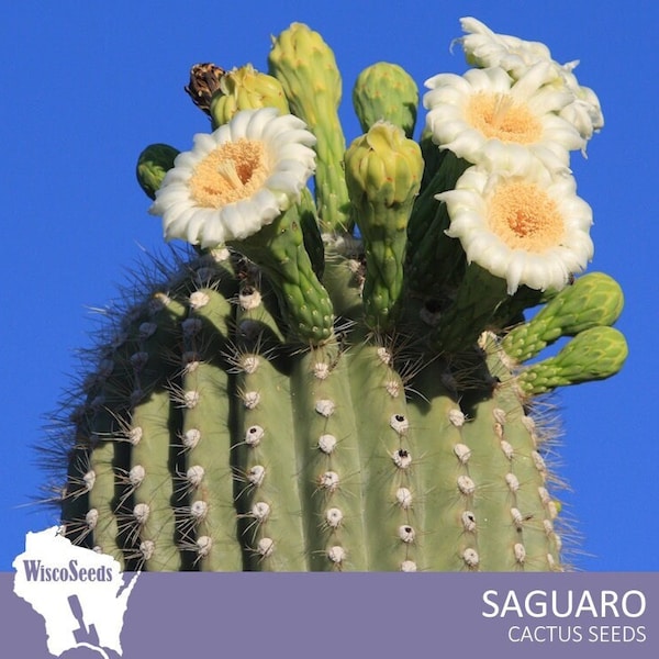 Carnegiea Gigantea -- 10 SEEDS -- Saguaro Cactus Seeds Columnar Cacti