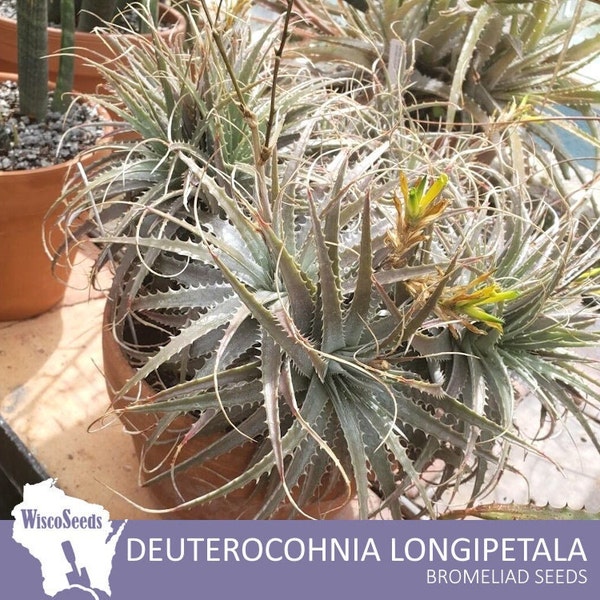 Deuterocohnia Longipetala -- 10 SEEDS -- Bushy Green Silver Foliage Bromeliad Plant Seeds Yellow Flowers