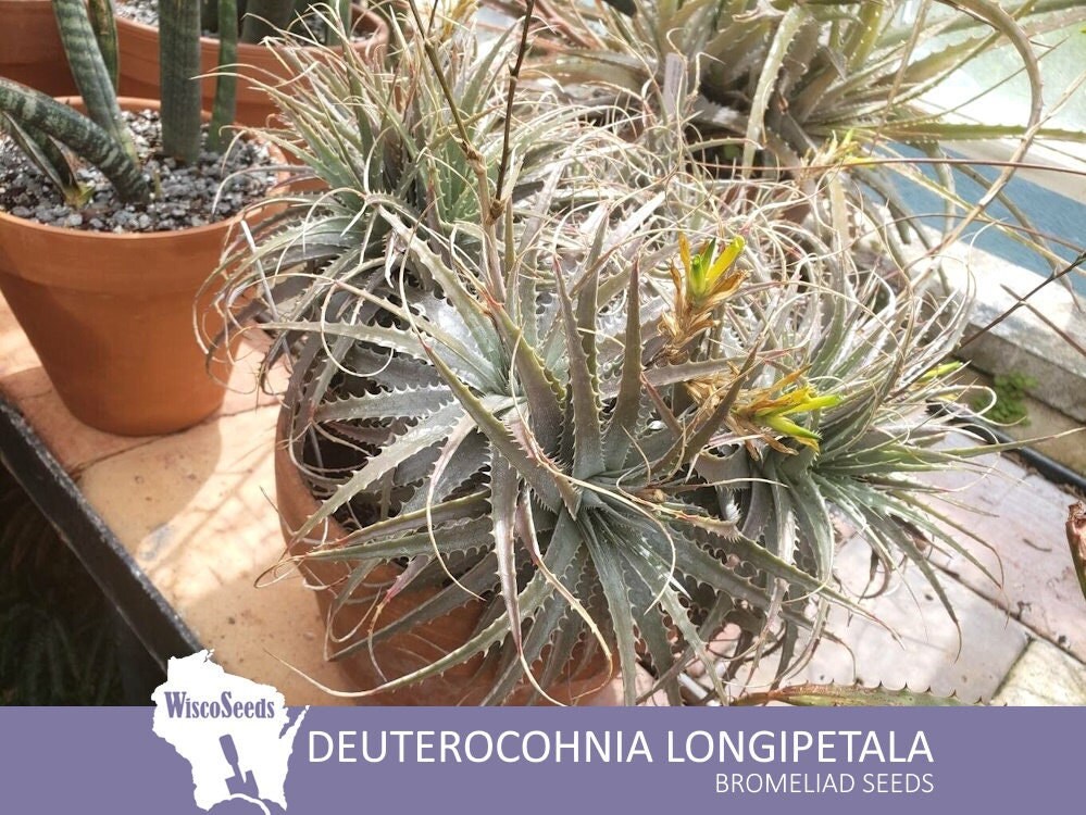 Silver Dyckia Plant - Etsy