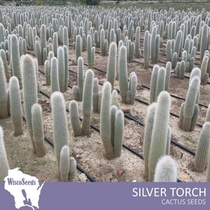 Cleistocactus Strausii   -- 10 SEEDS --  Silver Torch Cactus Seeds Hairy Woolly Columnar Cacti