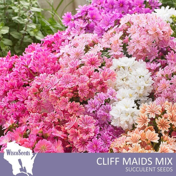 Lewisia Cotyledon Hybrid Mix -- 10 SEEDS -- Cliff Maids Mix Flowering Succulent White Coral Pink Evergreen Perennial Succulent Seeds