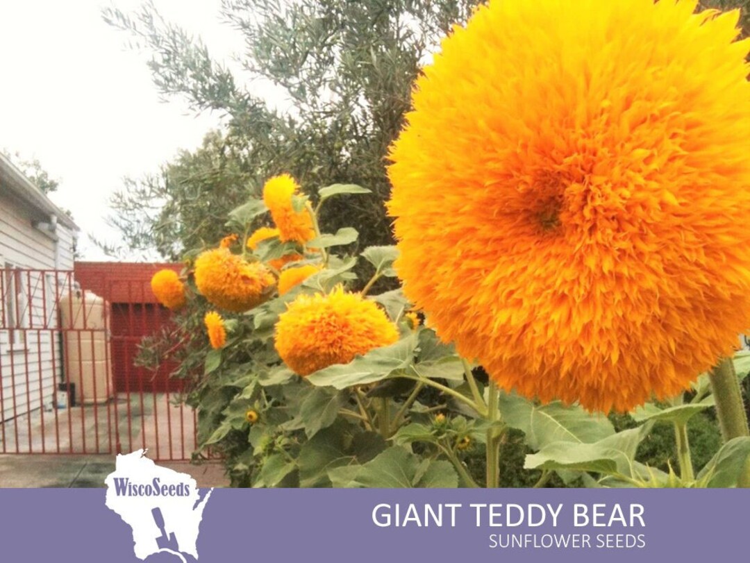 20 Teddy Bear Sunflower Seeds For Planting – Ultra