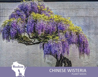 Wisteria Sinensis -- 10 SEEDS -- Chinese Wisteria Flowering Bonsai Tree Vining Trellis Seeds Purple Flowers