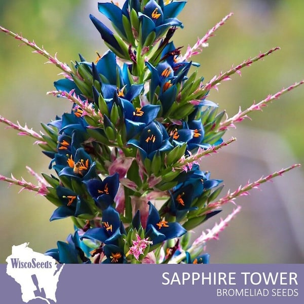 Puya Alpestris -- 10 SEEDS -- Sapphire Tower Bromeliad Teal Blue Flowers