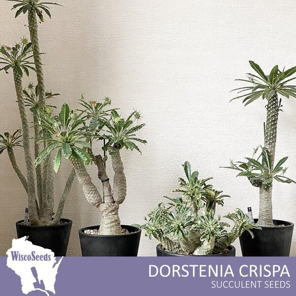 Dorstenia Crispa -- 5 SEEDS -- Succulent Plant Seeds Unique Flowers Caudiciform Caudiform Caudex