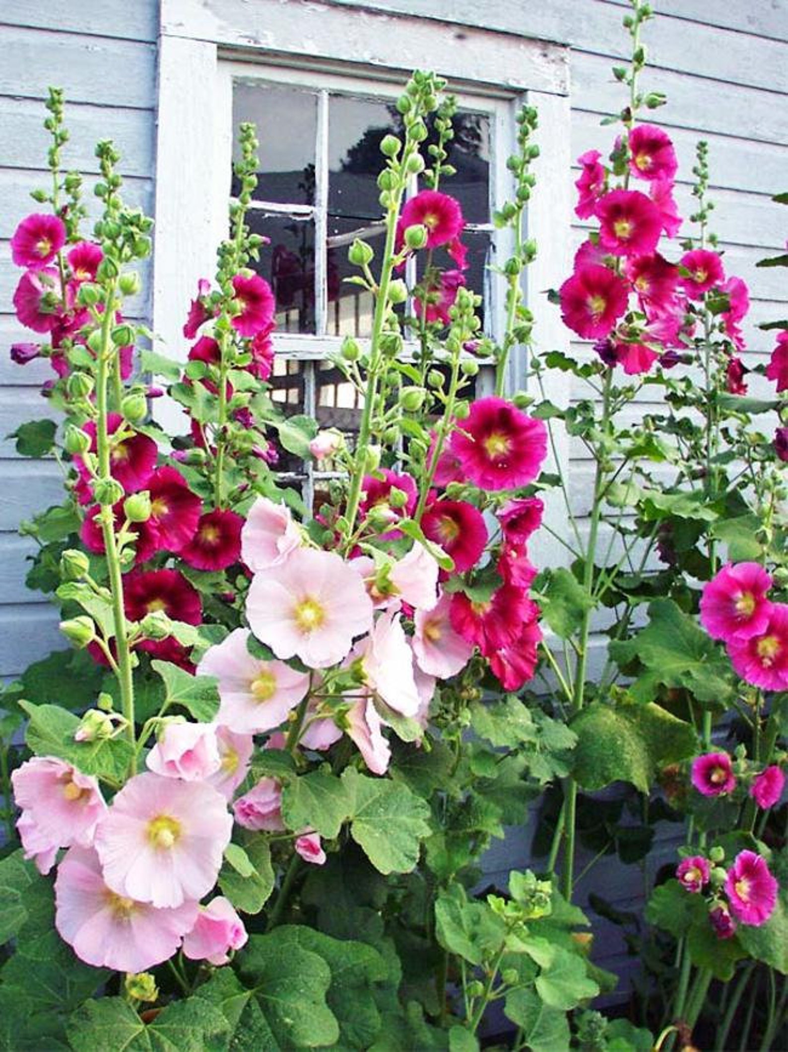 Hollyhock Indian Spring Mix 35 SEEDS Alcea Rosea Etsy