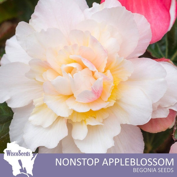 Begonia Tuberous Appleblossom Nonstop -- 10 SEEDS (PELLETED) -- Compact Begonia 8-10" Tall  Floral Foliage Indoor Outdoor House Plant Seeds