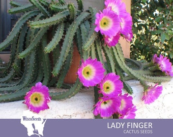 Echinocereus Pentalophus -- 10 SEEDS -- Lady Finger Cactus Seeds Sprawling Hanging Basket Cacti Seeds Pink Flowers