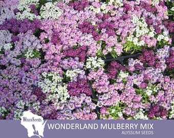 Alyssum Wonderland Mulberry Mix -- 100 SEEDS -- Lobularia Maritima Trailing Purple Mix Flowers Flower Garden Plant Seeds 60-75 Day Maturity