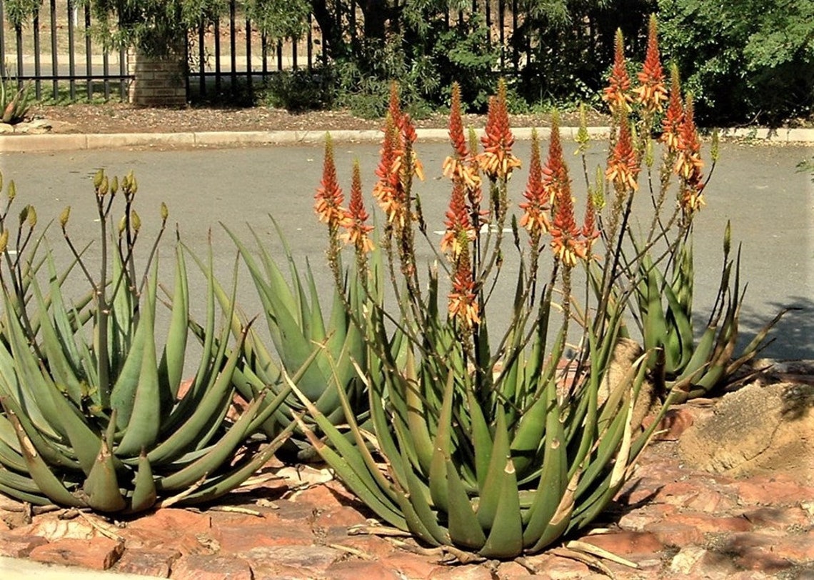 Aloe Wickensii 10 SEEDS Aloe Cryptopoda Succulent Etsy