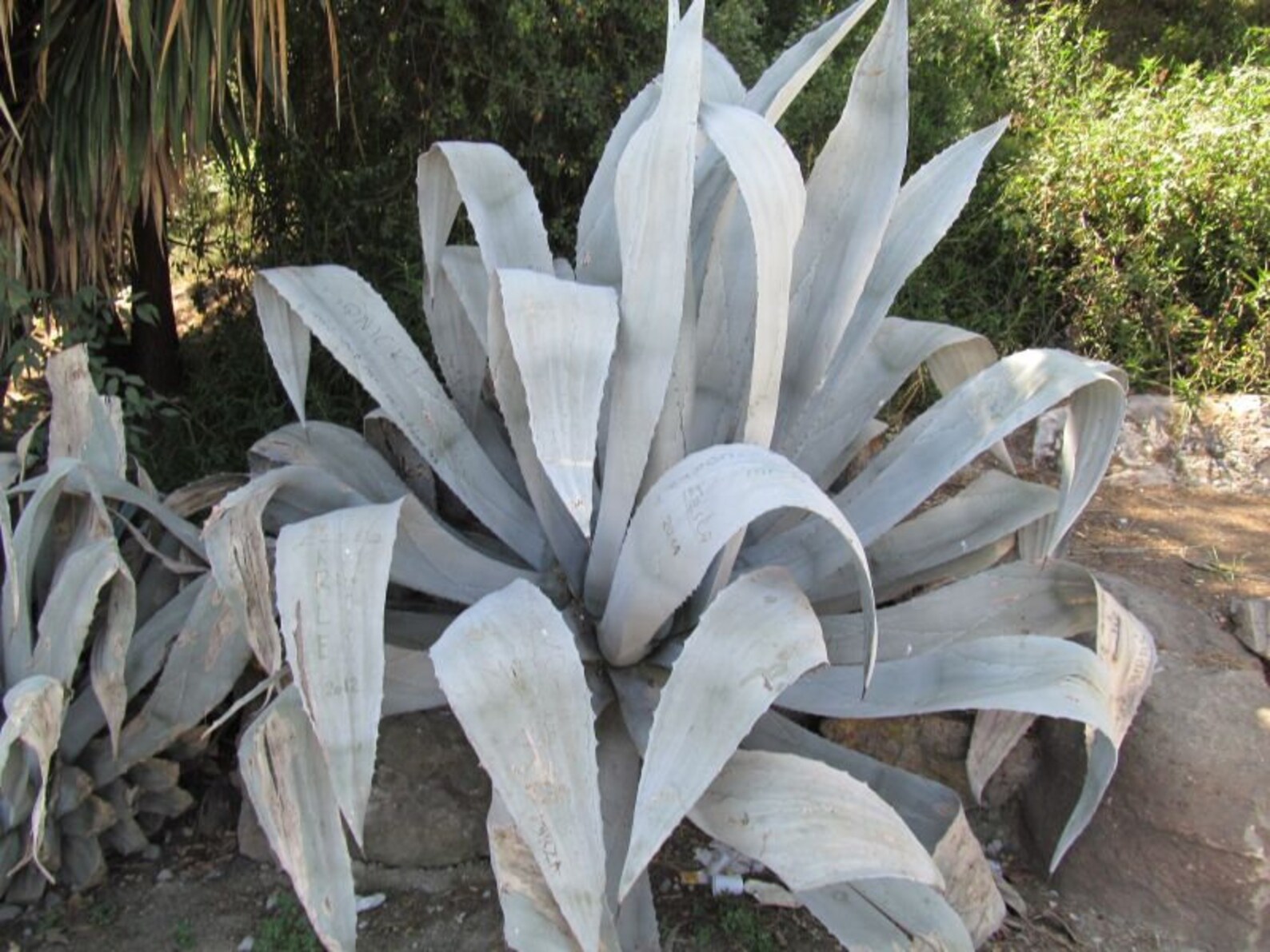 Agave Americana Franzosinii 10 SEEDS Century Plant Large | Etsy 