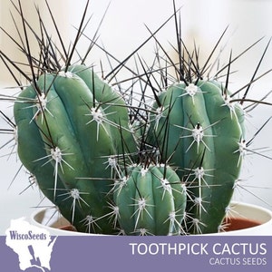Stetsonia Coryne -- 10 SEEDS -- Argentine Toothpick Cactus Seeds Columnar Cacti Seeds White Flowers