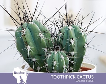 Stetsonia Coryne -- 10 SEEDS -- Argentine Toothpick Cactus Seeds Columnar Cacti Seeds White Flowers