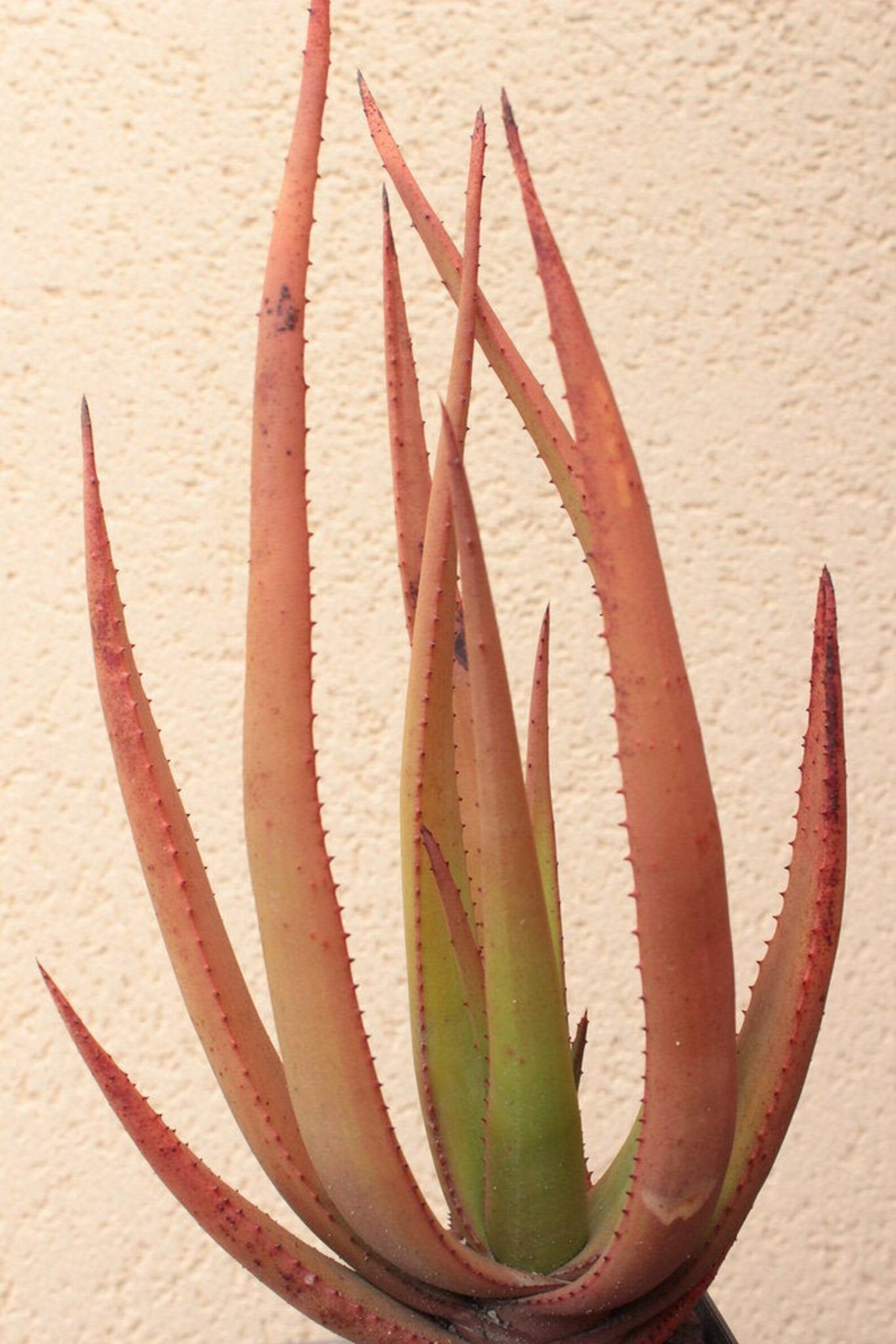 Aloe Wickensii 10 SEEDS Aloe Cryptopoda Succulent Etsy