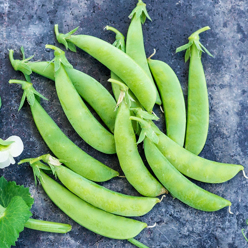 Heirloom Sugar Ann Snap Peas 50 SEEDS NonGMO Vining Etsy