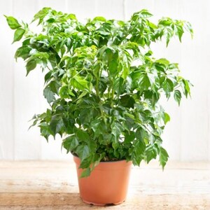 Home Garden Plant 50PCS Seeds Genuine Radermachera Sinica China Doll Emerald Tree Seeds Also for