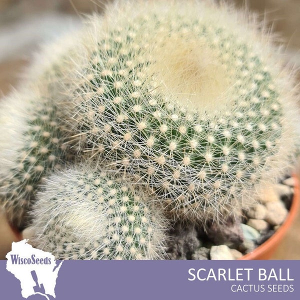 Brasilicactus Haselbergii -- 10 SEEDS -- Scarlet Ball Cactus Parodia Haselbergii Cacti Seeds White Spines Red Orange Flowers