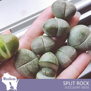 Pleiospilos Nelii -- 10 SEEDS -- Split Rock Liver Plant Stone Plant Living Granite Succulent Seeds