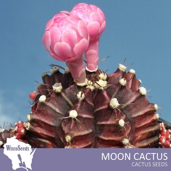 Gymnocalycium Mihanovichii -- 10 SEEDS -- Moon Cactus Seeds Cacti Grafting Seeds Pink Flowers