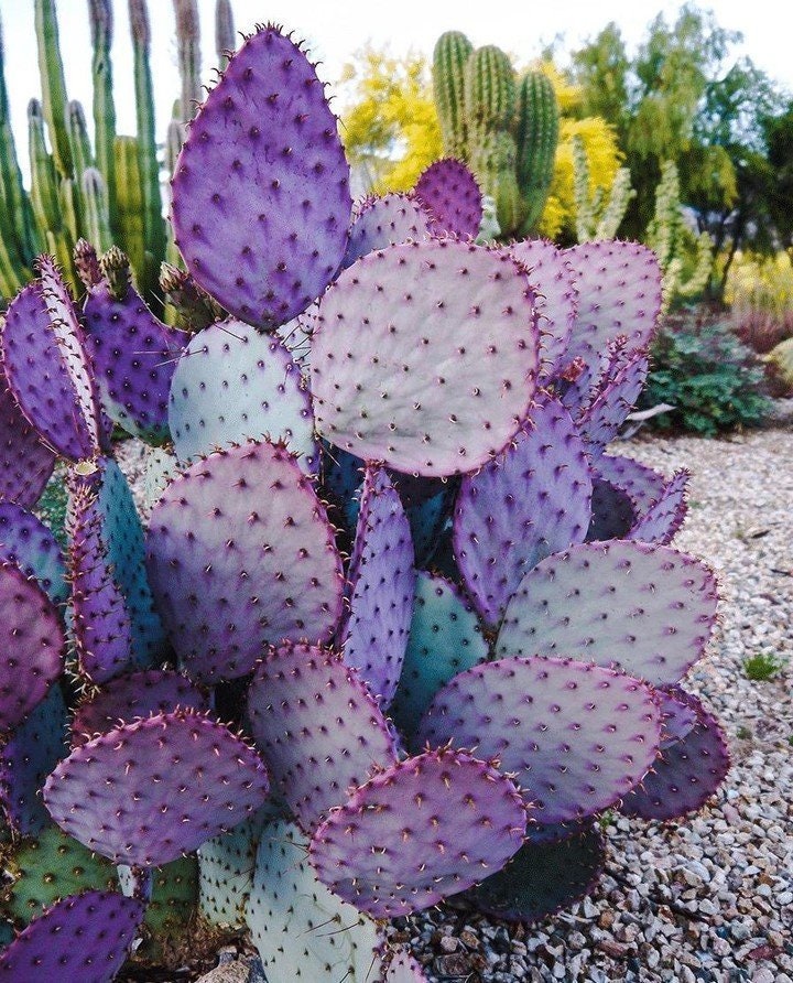 Opuntia Violacea Santa Rita -- 10 SEEDS -- Violet Purple Prickly Pear…