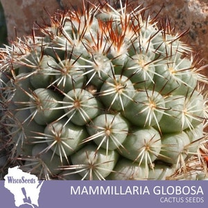 Mammillaria Schumannii Globosa -- 10 SEEDS -- Cactus Seeds Globular Cacti Seeds Pink Flowers