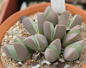 Mesemb Plant--Gibbaeum heathii EA1301 Ockertsktaal--ONE 2 Yr Seedling