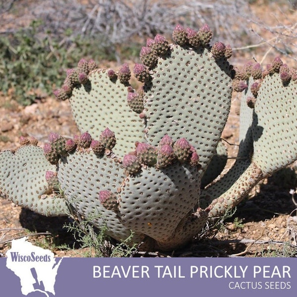 Opuntia Basilaris -- 10 SEEDS -- Beavertail Prickly Pear Cactus Seeds Cacti
