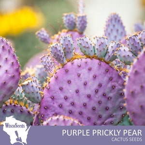 Opuntia Violacea Santa Rita -- 10 SEEDS -- Violet Purple Prickly Pear Cactus Seeds Cacti