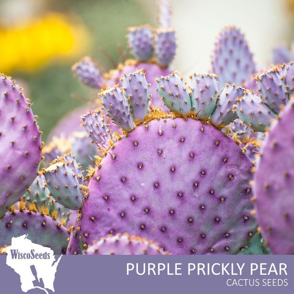 Opuntia Violacea Santa Rita -- 10 SEEDS -- Violet Purple Prickly Pear Cactus Seeds Cacti