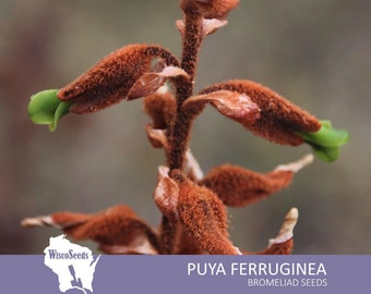 Puya Ferruginea -- 10 SEEDS -- Rusty Puya Clumping Bromeliad Seeds
