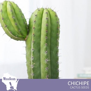 Polaskia Chichipe -- 10 SEEDS -- Cactus Seeds Columnar Cacti
