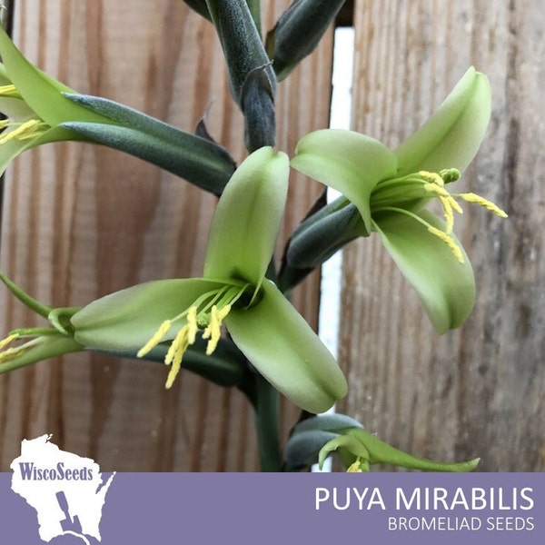 Puya Mirabilis -- 10 SEEDS -- Bromeliad Seeds Lime Green Chartreuse Flowers