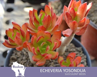 Echeveria Amphoralis Yosondua -- 25 SEEDS -- Red Green Rosette Succulent Seeds