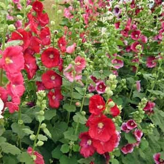 Hollyhock Indian Spring Mix 35 SEEDS Alcea Rosea | Etsy