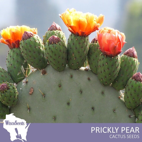 Opuntia Ficus Indica -- 10 SEEDS -- Prickly Pear Barbary Fig Indian Fig Cacti Seeds Edible Pads