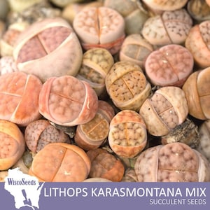 Lithops Karasmontana Variety Mix -- 25 SEEDS -- Stone Plant Pebble Plant Living Stones Lithops Seeds Mesemb Succulent Seeds