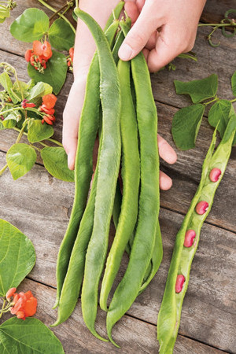 Heirloom Scarlet Runner Pole Bean 50 Seeds Non Gmo Etsy