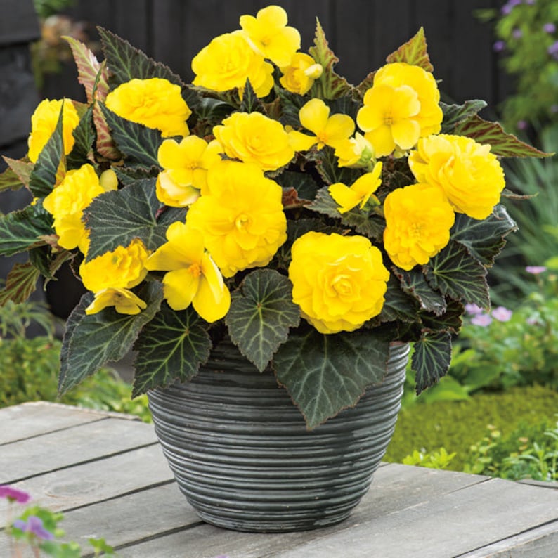 Tuberous Begonia