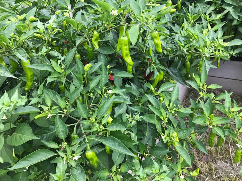 Japanese Mild Pepper Vegetable Container Garden 60-80 Day Maturity Scoville 50-200 Non-GMO Shishito Pepper 35 SEEDS