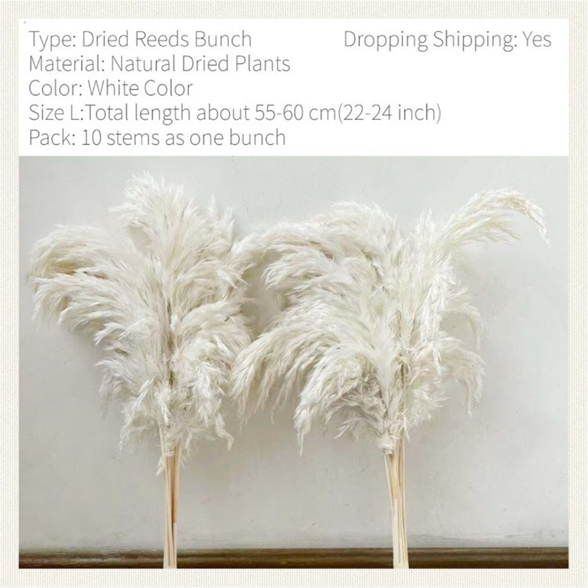 White Pampas Grass Bing Shopping 001