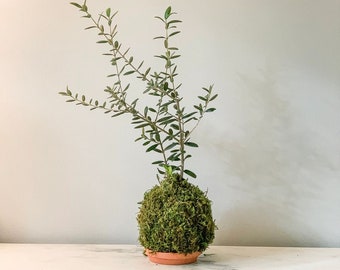 Olive Tree Kokedama + Saucer