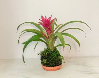 Bromeliad Kokedama + Saucer- Pink, White, Red