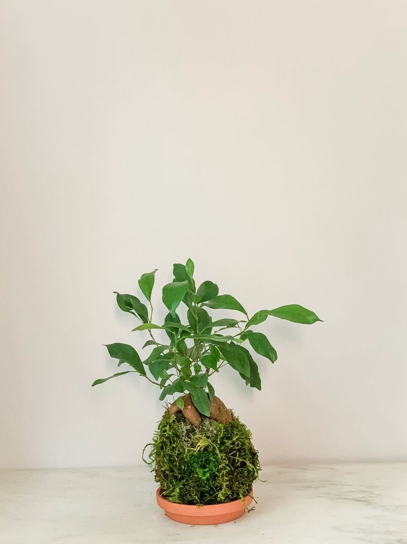 White Stable Farms Ficus Bonsai Kokedama - Thumbnail 3