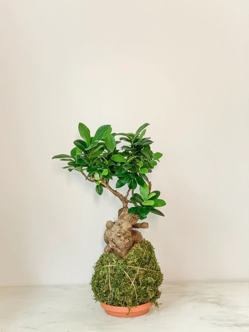 White Stable Farms Ficus Bonsai Kokedama - Thumbnail 2