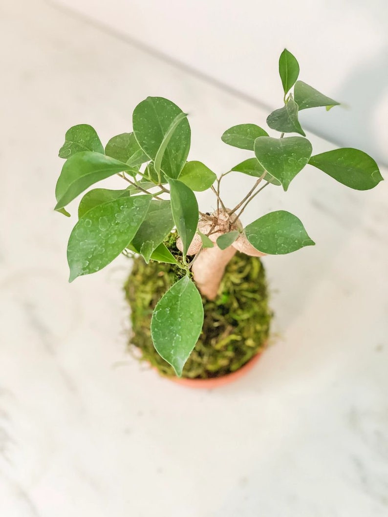 White Stable Farms Ficus Bonsai Kokedama - Thumbnail 5
