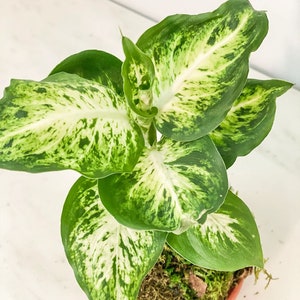 May include: A potted plant with green and white variegated leaves. The plant is in a small terracotta pot and is surrounded by moss.