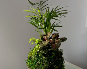 Mini Tre Combo Kokedama