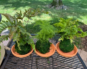 Mini Kokedamas (Ferns, Set of 3) + Saucers, Plant, Mother's Day Gift, Easter Present, Houseplant, Moss Ball, Plant Mom, Houseplant