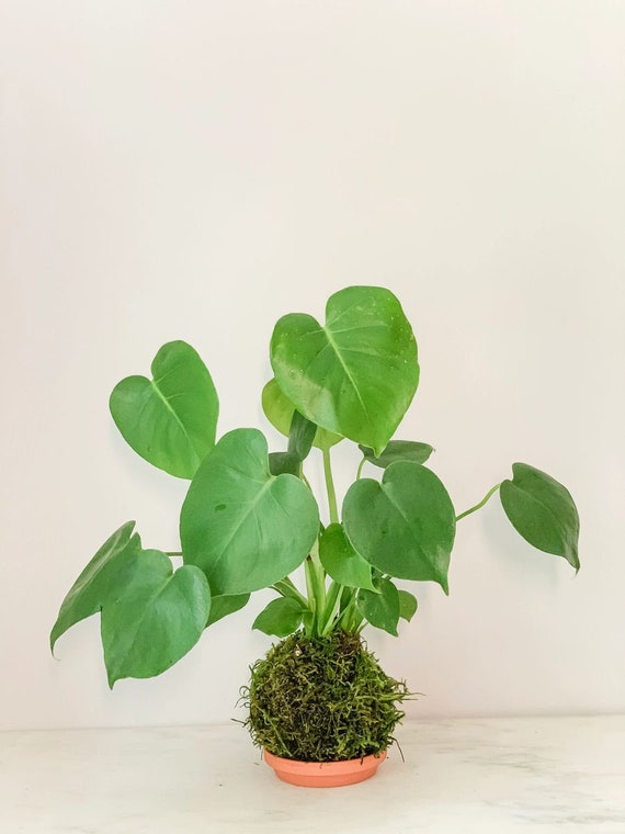 Philo Monstera Kokedama + Saucer