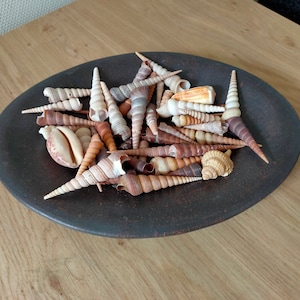 May include: A dark brown oval dish filled with a variety of seashells. The shells are a mix of brown, white, and tan colors and are arranged in a random pattern.